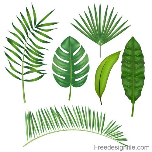 Tropical leaves illustration vectors set 05