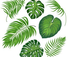 Tropical leaves illustration vectors set 06
