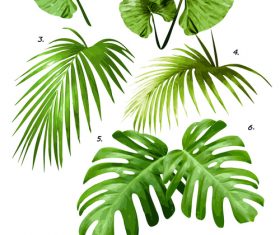 Tropical palm leaves vector background