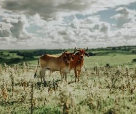 Two big yellow cattle Stock Photo