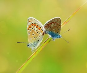 Two butterflies on a grass Stock Photo