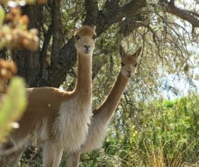 Two curious alpaca Stock Photo