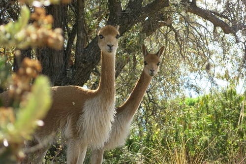 Two curious alpaca Stock Photo