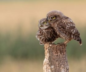 Two owl cubs Stock Photo