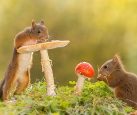 Two squirrels and mushrooms Stock Photo 02