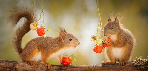 Two squirrels eating strawberries Stock Photo