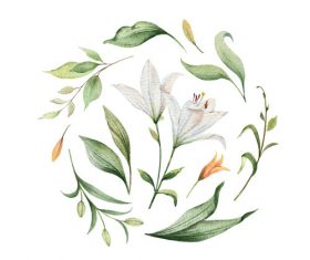 Watercolor lilies flower vector illustration 04