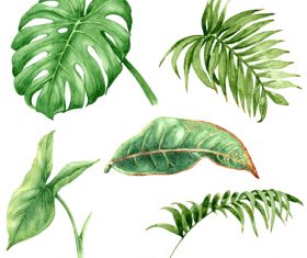 Watercolor tropical leaves vector illustration