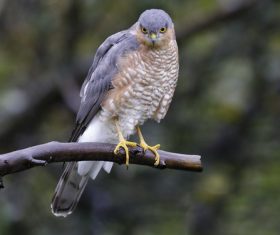 Wild Sparrowhawk Stock Photo