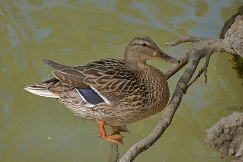 a domesticated duck on branch Stock Photo