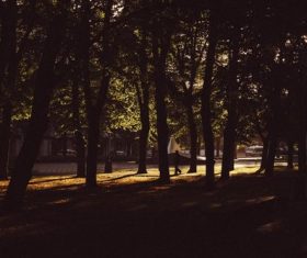 nature walking forest trees Stock Photo