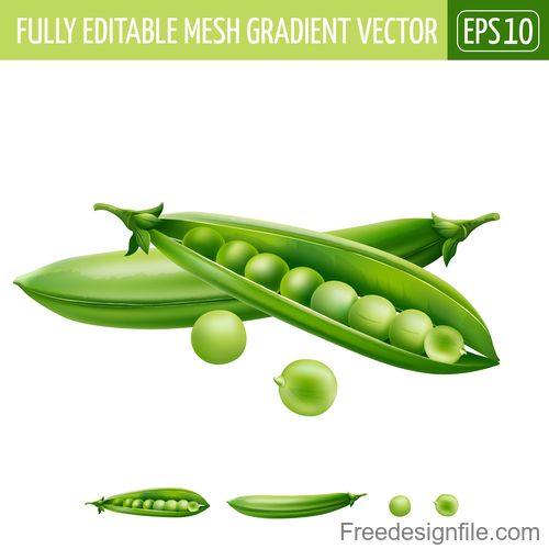 peas illustration vector material