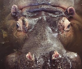 water animal hippo hippopotamus Stock Photo