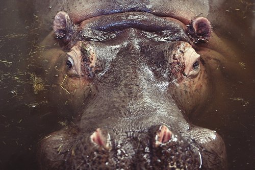 water animal hippo hippopotamus Stock Photo