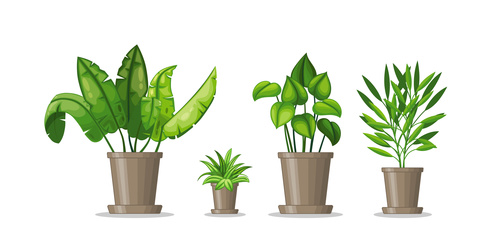 Green broadleaf plant vectors