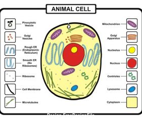 Animal cell template vector