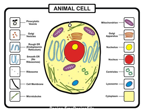 Animal cell template vector free download