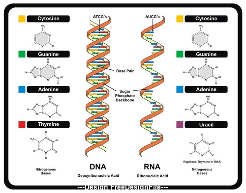 DNA and RNA template vector