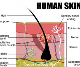 Human skn schematic vector