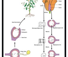 Plant life cycle template vector