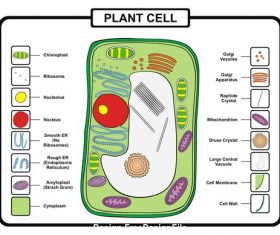 plant cell vector