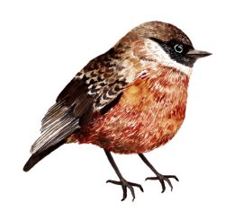 Bird hand drawn watercolor animals vector