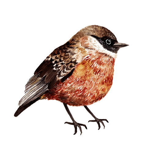 Bird hand drawn watercolor animals vector