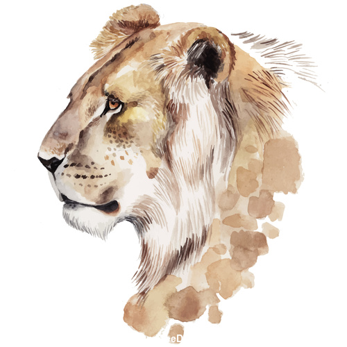 Lion hand drawn watercolor animals vector