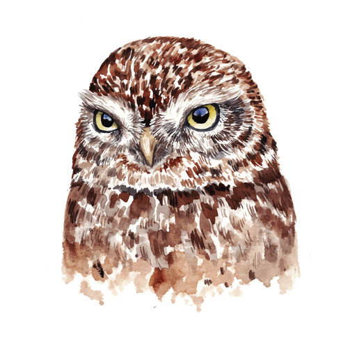 Owl hand drawn watercolor animals vector