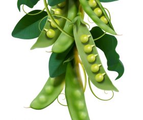 Peas ads poster vector illustration