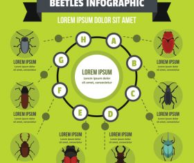 Beeles infographic vector flat style