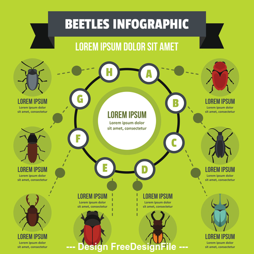 Beeles infographic vector flat style
