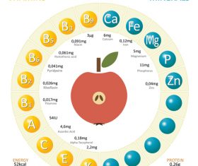 Infographics about nutrients in apple vector