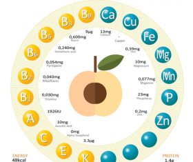 Infographics about nutrients in apricot vector