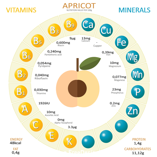 Infographics about nutrients in apricot vector