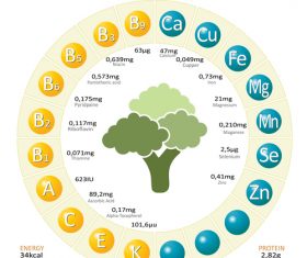 Infographics about nutrients in broccoli vector