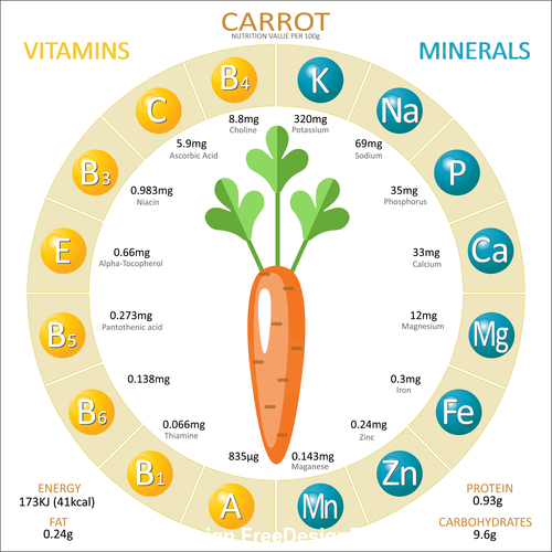 Infographics about nutrients in carrot vector