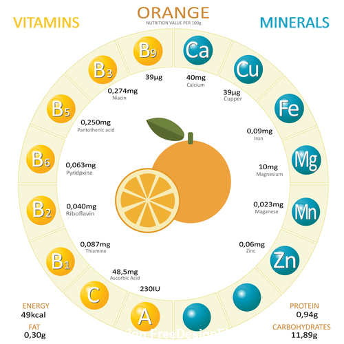 Infographics about nutrients in orange vector