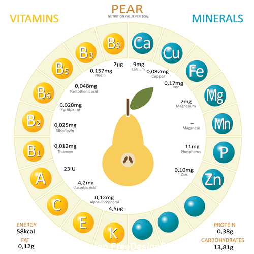 Infographics about nutrients in pear vector