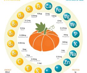 Infographics about nutrients in pumpkin vector