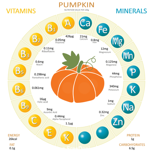 Infographics about nutrients in pumpkin vector