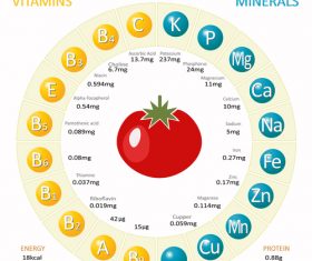 Infographics about nutrients in tomato vector