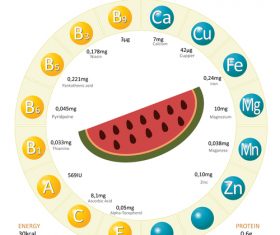 Infographics about nutrients in watermelon vector