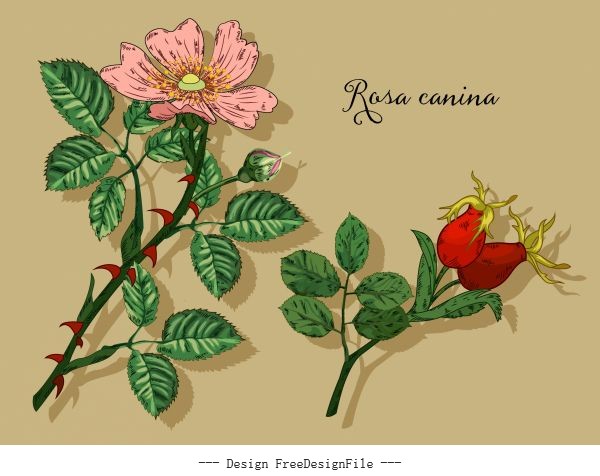 Herbal plant icons floral sketch colored classic handdrawn vector