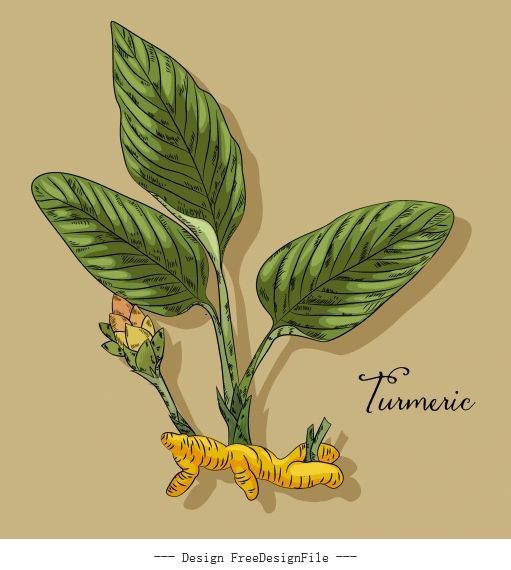 Turmeric medical botanical isolated illustration. Plant, root cutaway,  leaves, spices hand drawn set. Vintage sketch colorful. 26633307 Vector Art  at Vecteezy