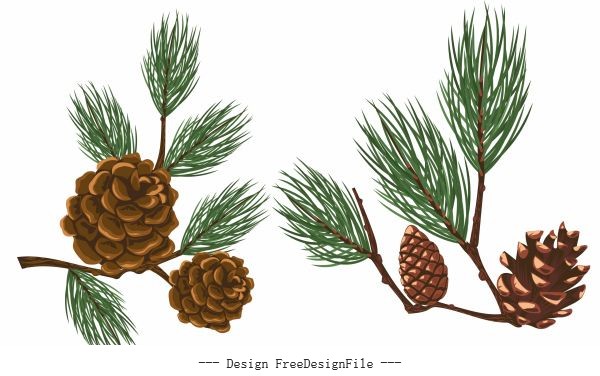 Pine seeds icons colored vector