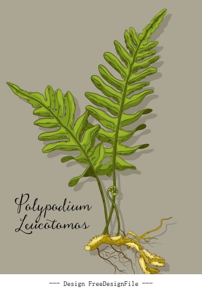 Polypodium herb plant colored design vectors