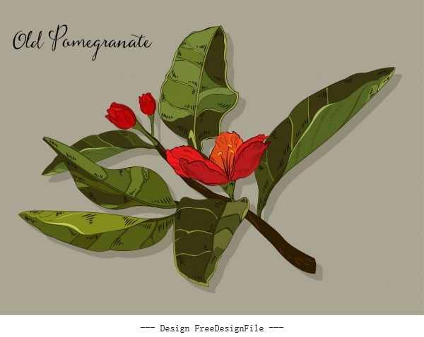 Pomegranate flower colored classical vector design
