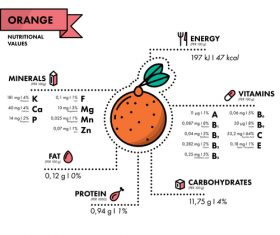 Orange nutritional Information vector
