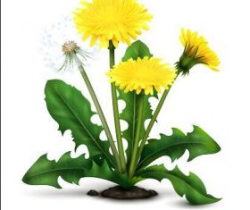 Blooming dandelions vector illustrations